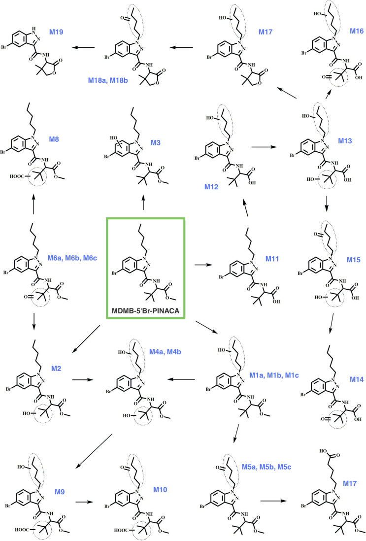 Metabolic pathway of MDMB-5′Br-PINACA in pooled human liver microsomes (pHLM).