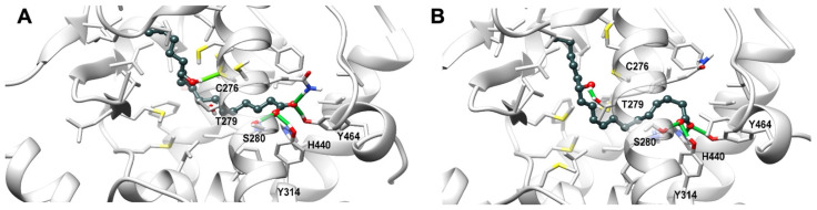 Representative frames from molecular dynamics of PPARα (light gray) in complex with 13-HODE (dark grey) shown in ball and stick representation. Panel (A,B) show the docking pose I and pose II of the ligand, respectively. Protein residues within 5 Å from the ligands are shown in stick representation. H-bonds are shown as green stick. Hydrogen, nitrogen, oxygen, and sulfur atom are painted white, blue, red, and yellow, respectively. A transparent surface for ribbons was used wherever they hide the ligand-binding site.