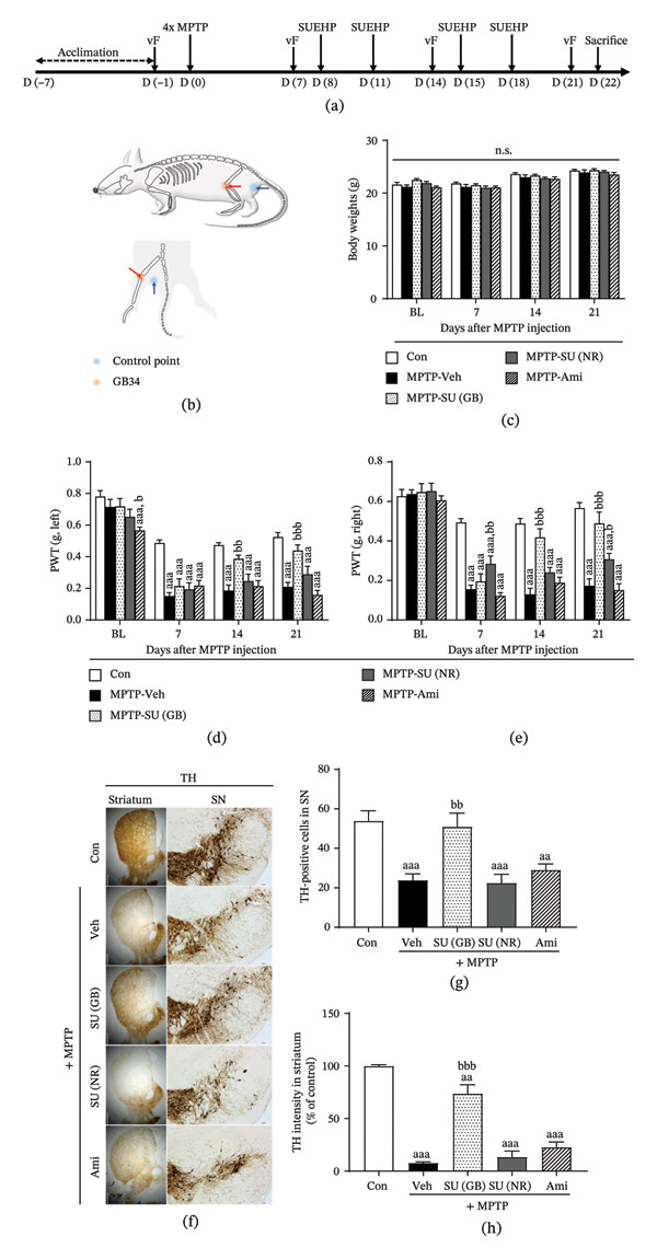 Effect of SUEHP on pain sensitivity and dopaminergic pathways in the MPTP‐induced PD animal model. (a) Experimental timeline for evaluating the effects of SUEHP in an MPTP‐induced PD mouse model. (b) SUEHP was administered at the GB34 acupoint, known for its efficacy in alleviating PD symptoms, with the gluteal region designated as the control point. Treatment was initiated 1 week after MPTP injection and was conducted twice weekly. (c) Body weight was monitored weekly throughout the experiment. Pain sensitivity was assessed using the von Frey filament test on (d) the left and (e) right hind paws, starting 7 days before MPTP administration and measured once a week until the end of the experiment. (f) After the experiment, the brain was removed and sectioned at 20 μm to examine the expression of tyrosine hydroxylase (TH) using DAB staining in the substantia nigra and striatum. (g) The number of TH‐positive cells in the substantia nigra was counted. (h) Intensity of TH staining in the striatum was quantified using ImageJ. Scale bar = 200 μm (substantia nigra) or 500 μm (striatum). Data are presented as the mean ± SEM (n = 10 except DAB staining, n = 5). aa p < 0.01, aaa p < 0.001 vs. Con. b p < 0.05, bb p < 0.01, bbb p < 0.001 vs. MPTP‐Veh. Abbreviations: BL, baseline; GB34, acupoint “Yanglingquan”; MPTP, 1‐methyl‐4‐phenyl‐1,2,3,6‐tetrahydropyridine; n.s., not significant; PD, Parkinson’s disease; PWT, paw withdrawal threshold; SEM, standard error of the means; SN, substantia nigra; SUEHP, SU‐Eohyeol pharmacopuncture; TH, tyrosine hydroxylase; vF, von Frey filament test. Experimental groups: Con, saline control + saline injection at GB34; MPTP‐Veh, MPTP + saline injection at GB34; MPTP‐SU(GB), MPTP + SUEHP injection at GB34; MPTP‐SU(NR), MPTP + SUEHP injection at a nonrelevant acupoint (gluteal region); MPTP‐Ami, MPTP + amitriptyline treatment.