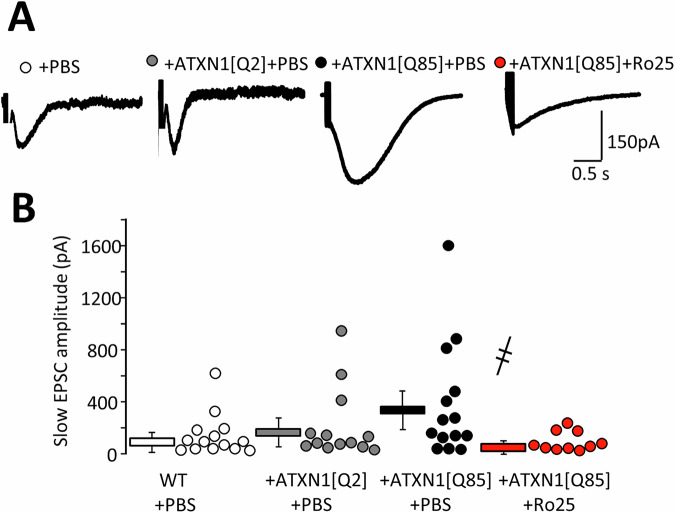 Long-term Ro25-6981 administration prevents potentiation of S-EPSCs in SCA1 model mice.A Representative S-EPSCs. B Individual S-EPSC amplitudes and averaged (mean ± SEM) of S-EPSC amplitudes are shown (PATXN1[Q2]/ATXN1[Q85] = 0.43; PATXN1[Q85]+PBS/ATXN1[Q85]+Ro25-6981 = 0.03; one-way ANOVA with Tukey HSD post hoc). ҂ – significant difference between untreated ATXN1[Q85] mice and ATXN1[Q85] mice treated with long-term Ro25-6981. ҂ p < 0.05.