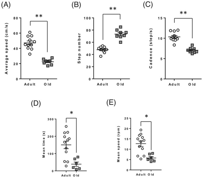 Locomotor activity and muscle coordination are impaired in old rats. Mobility and muscle coordination of adult and old rats were measured using catwalk (A–C) and rotarod (D & E), respectively. (A) Average speed to travel the catwalk tunnel. (B) Number of steps to complete the catwalk test. (C) Cadence to travel the catwalk tunnel. (D) Time spent on revolving rod in rotarod. (E) Mean speed reached by adult and old rats in the rotarod. Values are expressed as mean ± SEM. P values were assessed by unpaired t‐test. *P < 0.05, **P < 0.01 vs. adult.