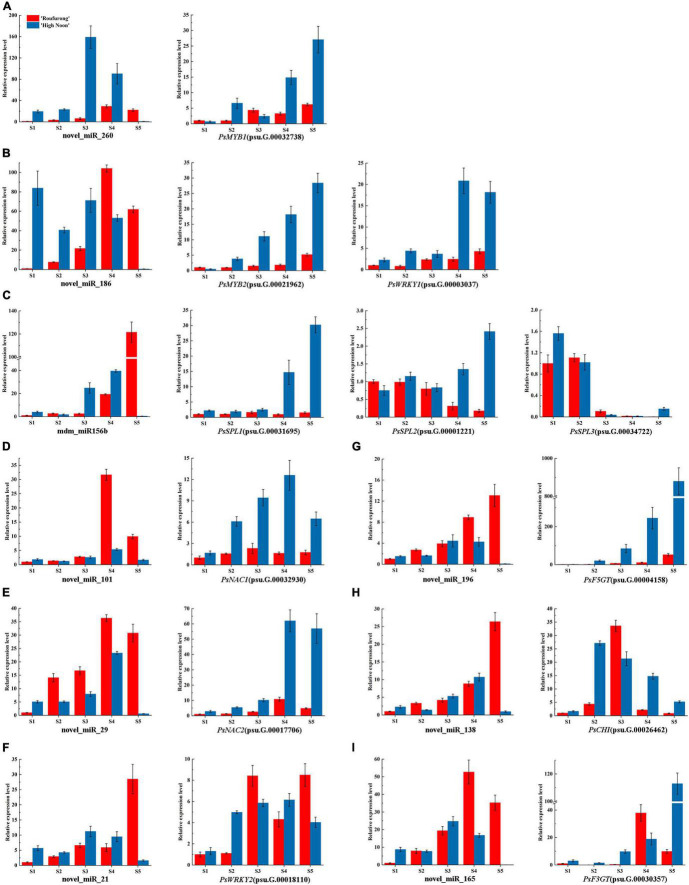 Dynamic expression patterns of candidate miRNAs and their corresponding target genes at five blooming stages in “High Noon” and “Roufurong.” (A) novel_miR_260 and its target gene PsMYB1 (psu.G.00032738). (B) novel_miR_186 and its target genes PsMYB2 (psu.G.00021962) and PsWRKY1 (psu.G.00003037). (C) mdm_miR156b and its target genes PsSPL1 (psu.G.00031695), PsSPL2 (psu.G.00001221), and PsSPL3 (psu.G.00034722). (D) novel_miR_101 and its target gene PsNAC1 (psu.G.00032930). (E) novel_miR_29 and its target gene PsNAC2 (psu.G.00017706). (F) novel_miR_21 and its target gene PsWRKY2 (psu.G.00018110). (G) novel_miR_196 and its target gene PsF5GT (psu.G.00004158). (H) novel_miR_138 and its target gene PsCHI (psu.G.00026462). (I) novel_miR_165 and its target gene PsF3GT (psu.G.00030357). S1: Stage 1, unpigmented tight bud; S2: Stage 2, slightly pigmented soft bud; S3: Stage 3, initially opened flower; S4: Stage 4, half opened flower; S5: Stage 5, fully opened and pigmented flower with exposed anthers.