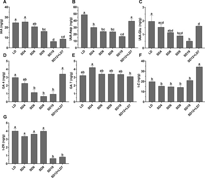 Levels of auxins, gibberellins (GA), and cytokinins in the shoot apex of cannabis plants under different photoperiod regimes. Levels of auxin derivatives: (A) IAA, (B) IAA-Asp, (C) IAA-Glu. Levels of gibberellins: (D) GA4, (E) GA7. Levels of cytokinins: (F) t-Z, (G) t-ZR. H, Levels of abscisic acid (ABA). Significant differences were assessed by one-way ANOVA, Tukey’s multiple comparison test, and are indicated at P ≤ 0.05. Presented data are averages ± SE (n = 4).