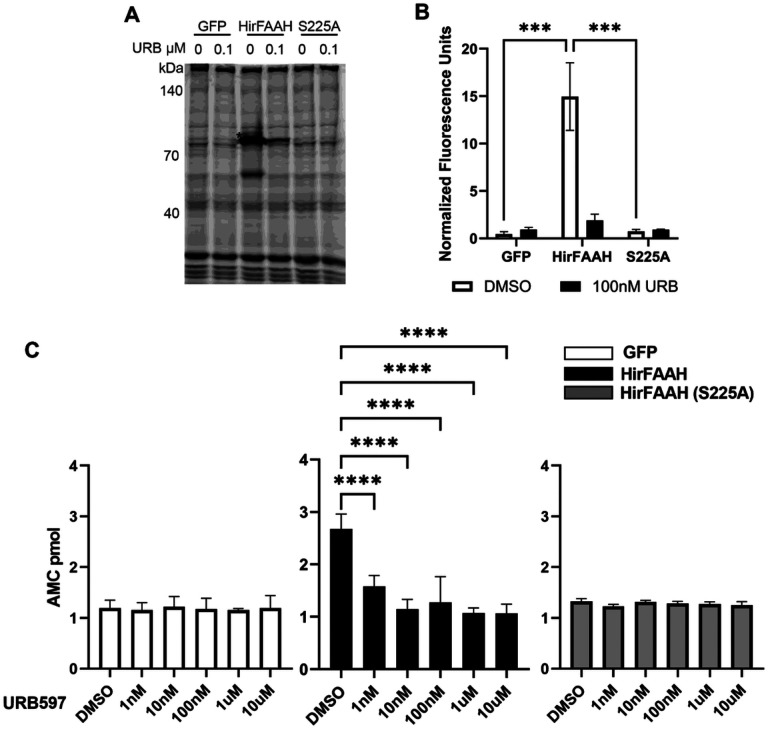 Serine hydrolase and AACA activity of HirFAAH- and mutant HirFAAH-containing microsomes. (a) Representative fluorescent image of TAMRA-FP™ labeled microsome fractions from GFP-, HirFAAH-, and HirFAAH(S225A)-transfected cells treated with vehicle (0; 2% DMSO) or 0.1 μM URB597. Asterisk (*) labels presumed FAH in the HirFAAH lanes that is absent in the GFP and S225A lanes. (b) Mean±SE of the HirFAAH band (*) was normalized to the fluorescence signal from the 55kDa band (#) in 6a. The HirFAAH(S225A) mutant exhibited little or no serine hydrolases activity, similar to GFP-containing samplea, when URB597 was omitted (0 nM). 100 nM URB significantly reduced HirFAAH activity, but has no affect on GFP or S225A samples. (c) AAMCA hydrolysis by microsomal fractions isolated from 293HEK transfected lysates. Samples from GFP- and HirFAAH(S225A)-transfected cells exhibit no increase in activity above background and are not affected by increasing concentrations of URB597. HirFAAH exhibited substantial AAMCA activity above background and this activity was inhibited by URB597. Values are the mean and standard error of the mean of a minimum of three independent experiments (*P<0.05, ** P<0.01. *** P<0.001 and **** P<0.0001).