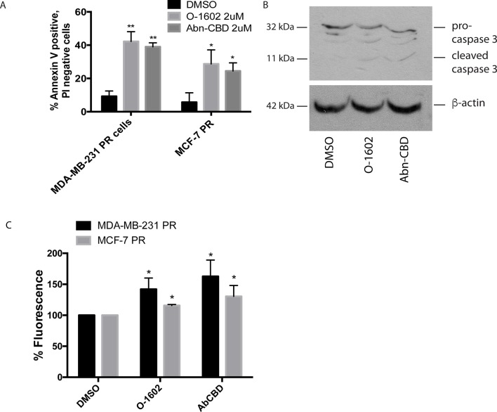 Effect of atypical cannabinoids on apoptosis. Cells were treated for 24 h with either the DMSO vehicle, O-1602, or Abn-CBD. (A) Histogram showing the % of annexin V–labeled cells. Cells staining for PI only or both PI/AV are not shown. Cells were counted from three random fields of view on a fluorescence microscope. *p < 0.05, **p < 0.01, n = 3. (B) Western blotting analysis was performed using an anti–caspase-3 antibody, and β-tubulin was included as a loading control. Figure is a representative blot of n = 3 experiments. (C) Reactive oxygen species assay measurements in MDA-MB-231 and MCF-7 cells following treatment with O-1602 or Abn-CBD. (n = 3).