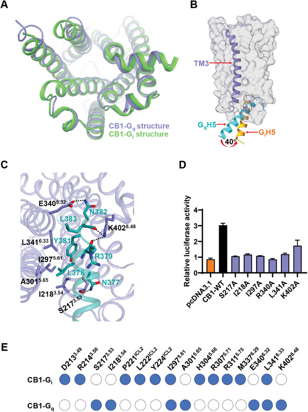 The Gq coupling feature to CB1. A,B) Structural comparison of the active CB1 receptors between the fenofibrate‐CB1‐miniGs/q and the AM841‐CB1‐Gi complexes (A) and of α5‐ helix (H5) between Gq and Gi proteins (B). C) Detailed interactions of CB1 with the α5‐helix (cyan) of Gq in the fenofibrate‐CB1‐miniGs/q structure. Polar interactions are highlighted as black dashed lines. D) Mutational effects of CB1's Gq coupling interface on fenofibrate (5 µM) induced increased calcium activities. Data are shown as the mean ± s.e.m. from three independent measurements. E) Comparison of CB1's residues that contact the corresponding downstream G protein subtypes, the Gi or Gq, respectively.