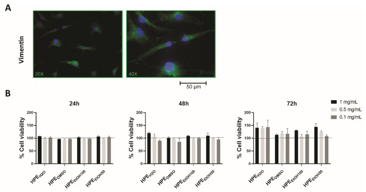 Characterization of human primary synoviocytes (FLSs) and analysis of cell viability. (A) Human primary FLSs, isolated by synovial membranes and cultured in vitro, were stained with anti-vimentin primary antibody and with Alexa Fluor 488 (green) secondary antibody. (B) Cell viability was assessed by the MTS colorimetric method, and FLSs were treated with three concentrations, 1, 0.5, and 0.1 mg/mL of Harpagophytum procumbens root extract (HPE) dissolved in deionized water (HPEH2O), DMSO (HPEDMSO), 100% v/v EtOH (HPEEtOH100), and 50% v/v EtOH (HPEEtOH50), for 24, 48, and 72 h. Cell viability of treated samples was normalized to the untreated cells, which is reported as 100% and represented by a horizontal line.