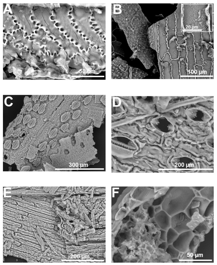SEM images (topographic contrast) of silica extracted from giant horsetail’s stem. (A) Jigsaw-puzzle-like epidermal cells with interdigitated lobes. (B) Epidermal cells with undulating walls showing a porous siliceous structure. Inset: detail of the porous texture of the extracted silica. (C) Stomata with very fine cellular details of the radiating ribs and sunken stomata among silicified papillae on the stem surface. (D) Fine siliceous replica of stomata pores, with details of silicified projections of the outer ledge. (E) Epidermal cells and fibrous material extracted from giant horsetail’s stem. (F) Probable parenchyma cells. Images were taken using a HITACHI TM3000 TableTop scanning electron microscope.