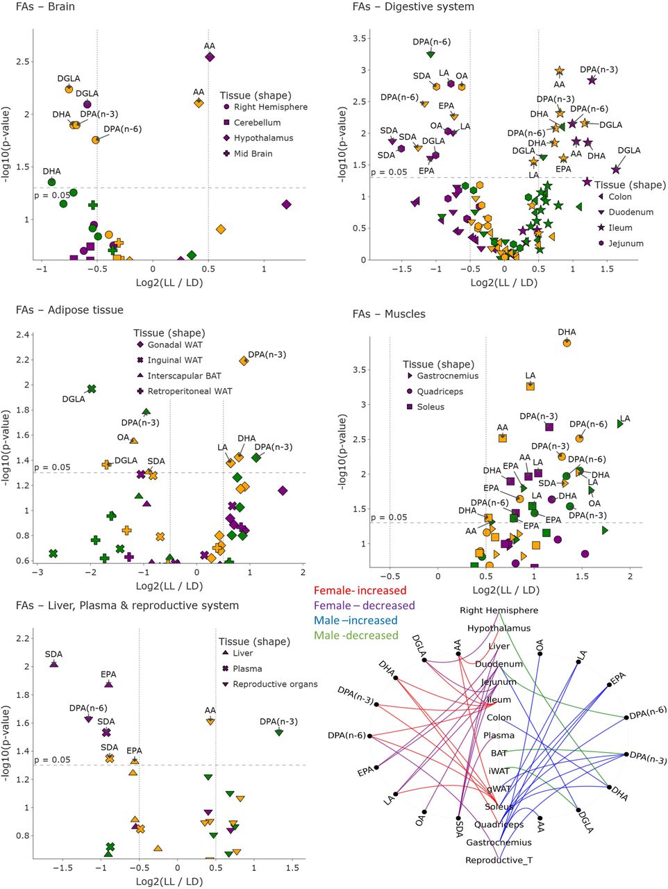 volcano plot of FAs; volcano plot showing differential levels of fatty acid (FAs) between LL and LD across all tissues analyzed. Each point represents one FAs measured in a specific tissue, with symbol shapes indicating the corresponding organ. Data are stratified by sex: females (purple), males (green), and combined (merged sex; yellow). The x-axis shows the log□ fold change (LL/LD) and the y-axis shows the –log□□(p-value). Molecules above the dashed horizontal line reached nominal statistical significance (p < 0.05). Labels highlight representative significant lipid mediators in each tissue. Chord Diagram (summary figure of FA changes; bottom right); Significant fatty acid changes across tissues in female and male mice under constant light exposure. Tissue nodes are aligned vertically, molecules appear on sex-specific arcs, and curves indicate LL-vs-LD regulation colored by sex and direction.