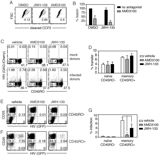 CB2 agonism inhibits productive infection of CXCR4-tropic HIV-1, but not cell-associated transfer or viral fusion.(A–B) Viral fusion, as indicated by â-lactamase cleavage, in primary CD4+ T cells pretreated with either JWH-133 or AMD3100 in (A) a representative donor and (B) in multiple donors (mean±SEM; n = 4 donors). (C) Transfer of HIV (Gag-iCherry) from infected Jurkat donors to memory (CD45RO+) or naive (CD45RO-) primary CD4+ T cells pretreated with 100 nM of the CB2 agonist JWH-133 or the CXCR4 antagonist AMD3100, in a representative donor. (D) Quantification of viral HIV (Gag-iCherry) transfer from Jurkat donors after 3 hours in CD45RO+ and CD45RO- cells pretreated with JWH-133 or AMD3100 (mean±SEM; n = 4 donors). (E–G) Productive infection following HIV transfer from primary CD4+ donors infected with HIV (GFP). Pretreated CD4+ targets were cocultured with infected CD4+ donor for 3 hours, sorted by CD45RO expression, and then activated. HIV (GFP) expression is shown in (E) CD45RO- naive or (F) CD45RO+ memory CD4+ T cells after 4 days of activation with IL-2 and anti-CD3/CD28 or anti-CD3 alone, respectively. (G) Quantification of productive infection post-activation in sorted CD45RO- or CD45RO+ CD4+ T cells pretreated with JWH-133 or AMD3100 (mean±SEM; n = 4 donors; **p = 0.0099; *p<0.05).