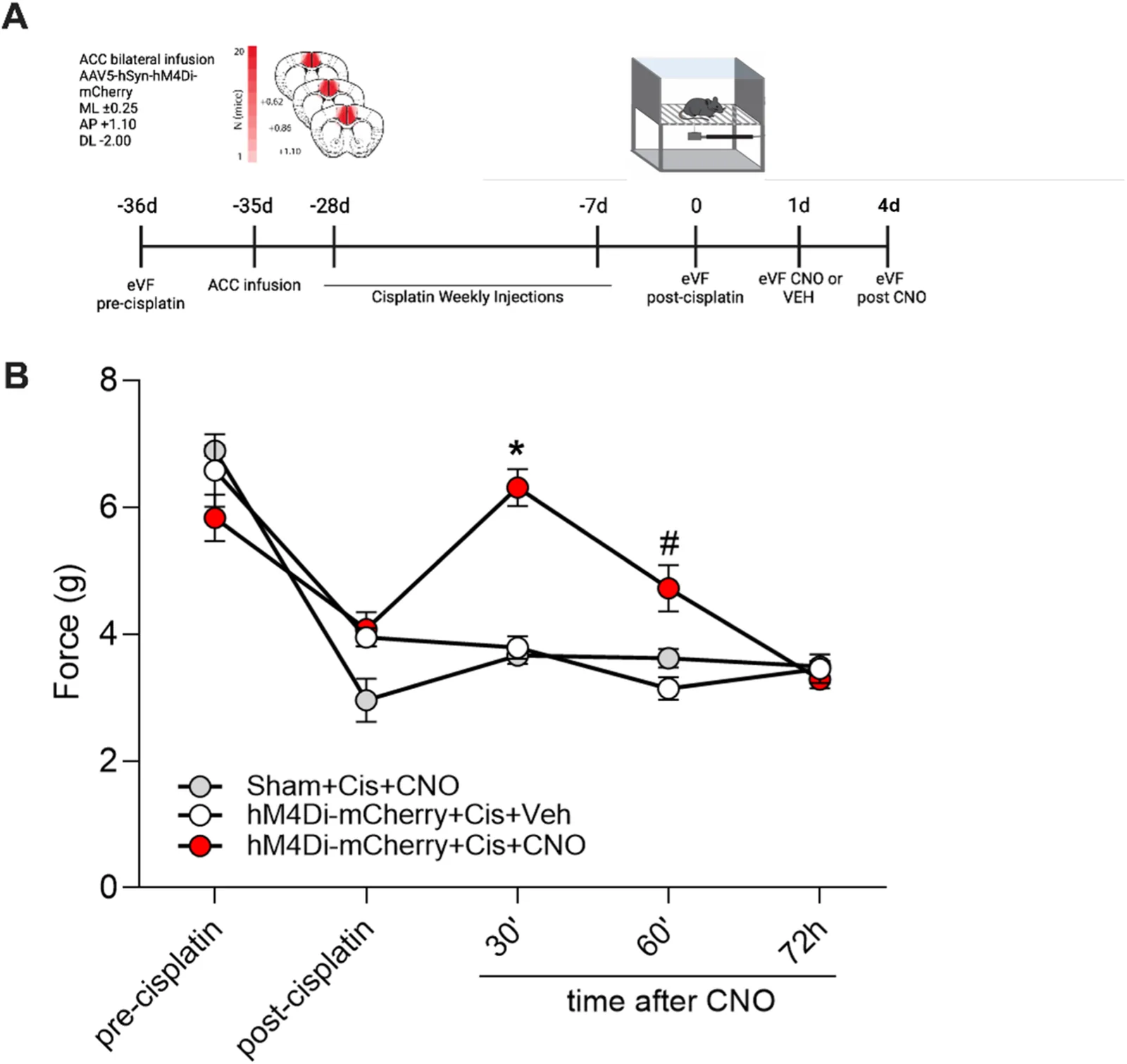 ACC inhibition attenuates mechanical hypersensitivity in CIPN. (A) Experimental timeline. Mechanical withdrawal thresholds were measured using the electronic von Frey (eVF) assay before cisplatin treatment (baseline). Mice received bilateral ACC infusions of AAV5-hSyn-hM4Di-mCherry or sham surgery. Representative distribution of mCherry expression within the ACC is shown, with color intensity indicating the number of animals exhibiting expression at each location. Following a one-week recovery period, mice received weekly intraperitoneal injections of cisplatin (5 mg/kg) for four consecutive weeks. Mechanical withdrawal thresholds were reassessed to confirm the development of neuropathy. One day later, mice received an acute intraperitoneal injection of CNO (3 mg/kg) or vehicle, and eVF testing was performed 30 min, 60 min, and 72 h after treatment. (B) Mechanical threshold (force in grams) at baseline, post-cisplatin, and after acute treatment with CNO (3 mg/kg; i.p.) or VEH. Three experimental groups were evaluated: hM4Di-mCherry + Cis + Veh, hM4Di-mCherry + Cis + CNO, and Sham + Cis + CNO. Data were analyzed by two-way repeated measures ANOVA followed by Bonferroni post hoc tests. *p < 0.05 versus hM4Di + CIS + VEH and Sham + Cis + CNO at the corresponding time point. #p < 0.05 versus hM4Di + CIS + VEH at the corresponding time point. n = 8-9 per group.