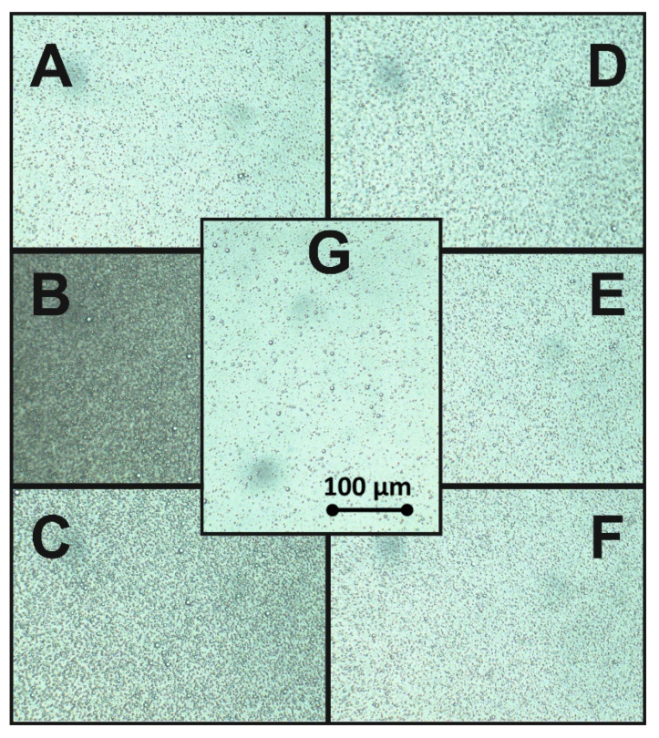 Microscopic images of hempseed oil (HSO) base emulsion with: Quillaja (A) 0.5 critical micelle concentration (CMC), (B) 1.0 CMC, (C) 2.0 CMC and Saponaria (D) 0.5 CMC, (E) 1.0 CMC, (F) 2.0 CMC and (G) the references sample O/W emulsion without surfactants.
