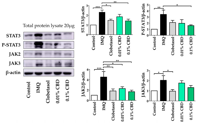 Treatment with CBD reduces the JAK–STAT protein concentration in a mouse model of psoriasis. STAT3, P-SATAT3, JAK2, and JAK3 protein expression after CBD treatment in a psoriasis mouse model. Immunoblotting intensity was calculated using ImageJ Fiji software (version 1.54f). Data are presented as mean ± SEM values. * p < 0.05, ** p < 0.01, and *** p < 0.001 compared to the Control group or the IMQ group. CBD, cannabidiol; IMQ, imiquimod; JAK, Janus kinase; SEM, standard error of the mean; STAT, signal transducer and activator of transcription.