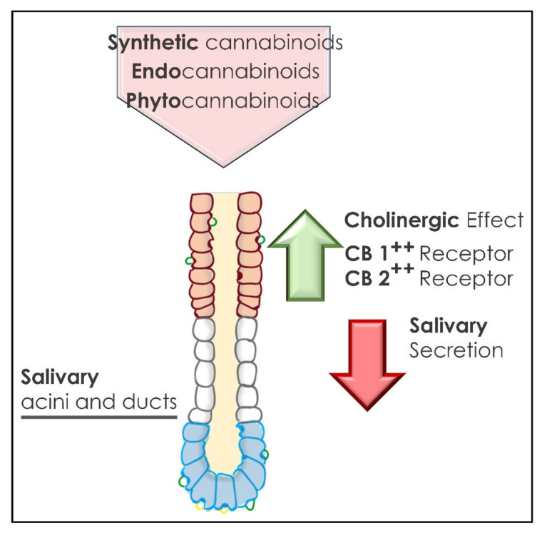 Salivary glands’ acini and ducts activity associated with cannabinoid administration.