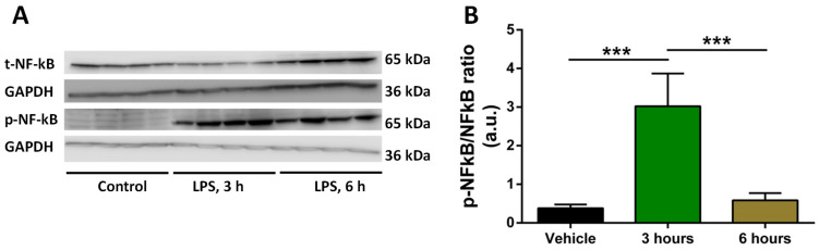 Changes in p-NFκB/NFκB ratio in response to LPS. (A) Representative Western blots of p-NFκB and NFκB with GAPDH bands in response to LPS (at 3 h and 6 h) for four independent samples per each treatment are shown. (B) Average ratio between p-NFκB and NFκB for control (vehicle), 3 h and 6 h post-treatment with LPS. Data are expressed as mean (n = 4) ± SD. Significance of the differences (***, p < 0.001) was evaluated by one-way ANOVA followed by Tukey post-hoc multiple comparison test.