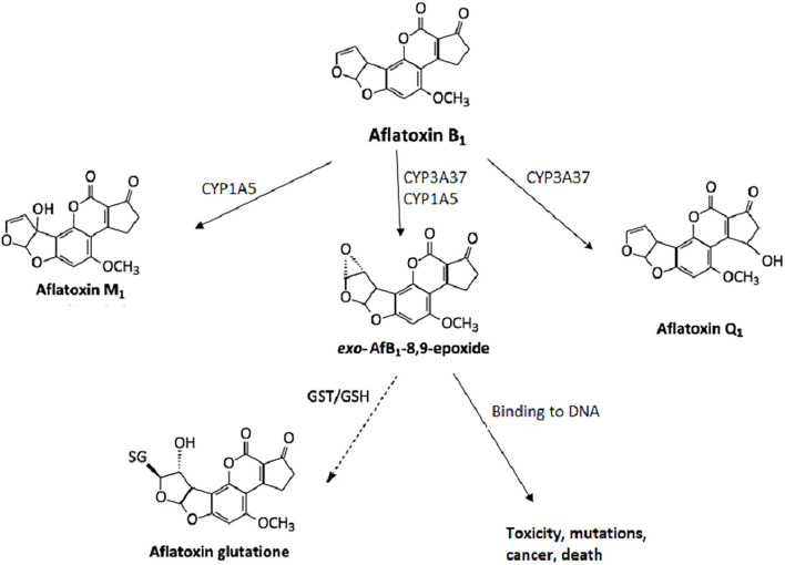 Metabolism of aflatoxin B1 in hepatocytes.