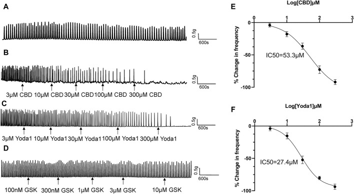Inhibitory effects of TRPV2 and Piezo1 agonists on ureteral contractions. (A) A typical example showing vehicle control (0.01% DMSO) had no effect on the frequency of NKA-evoked contractions during 100 min recording period. (B–D) Representative traces showing that cumulative application of the TRPV2 agonist CBD (3–300 μM) (B), Piezo1 agonist Yoda 1 (10–300 μM) (C) and TRPV4 agonist GSK(100 nM–10 μM) (D) induces a dose‐dependent reduction in the frequency of ureteral contractions. (E) Cumulative concentration-response curve (obtained from 14 strips of 6 patients) of CBD, yielding an IC50 value of 53.3 μM. (F) Cumulative concentration-response curve of Yoda1 (obtained from 14 strips from 6 patients), yielding an IC50 value of 27.4 μM. The drug effects are expressed as % change in the frequency (Hz) of ureteral contractions from baseline. CBD, cannabidiol.
