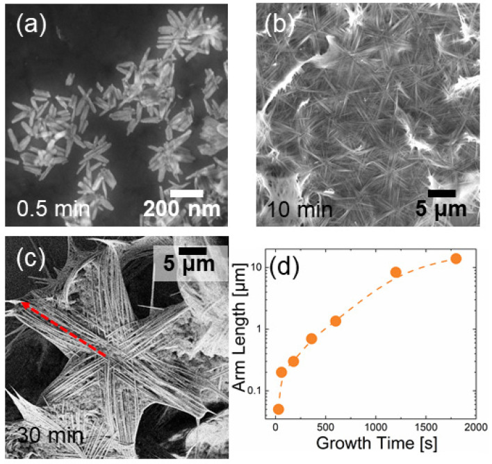 Kinetic study of ZnO NS growth. SEM images of nanostructures sampled after a growth of 0.5 (a), 10 (b), and 30 min (c); distribution of arm length as a function of time (d). The dashed red line in (c) indicates the arm length of an NS.