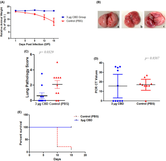 Neutralization effect of cannabidiol (CBD) drug in vivo. (A) Average change in body weight by time in control and CBD‐treated mice. Only 12th and 15th days were significant (***p = 0.0001 for both days) between the groups. A two‐way ANOVA was applied for statistic. (B) Representative lung images dissected from control and CBD‐treated mice. a: Treatment of lungs with 3 μg CBD drugs. b: Lung infection onset (control group). c: Lung infection with pneumonia (control group). (C) Gross pathology inflammation scores from control and CBD‐treated mice lungs. Lung inflammation was scored from 0 to 3 (0: No inflammation, 1: Low, 2: Medium, 3: High). Results for the gross pathology in the lung were significant (*p = 0.0329). (D) Viral loads in lungs from control and CBD‐treated mice (n = 10), measured via real‐time PCR targeting two different regions of SARS‐CoV‐2 nucleocapsid gene. Results for the viral loads in the lung were significant (*p = 0.08587). A t‐test was applied for (C, D) statistics. (E) The survival graph shows the animal survival rate (***p = 0.0001).