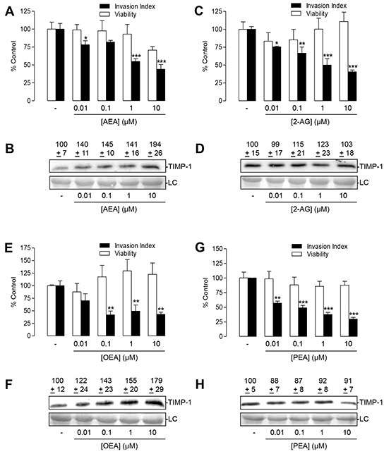 Impact of the FAAH substrates AEA, 2-AG, OEA and PEA on tumor cell invasion and TIMP-1 secretion of A549 cellsA, C, E, G. Concentration-dependency of FAAH substrates' anti-invasive action (black bars; Boyden chamber assays) and its impact on cell viability (open bars, WST-1 test) following a 72-h incubation period. B, D, F, H. Concentration-dependent effect of FAAH substrates on TIMP-1 protein levels following a 72-h incubation period. Protein staining of cell culture media is shown as loading control (LC). Numbers above the blots (B, D, F, H) represent results of densitometric analyses. All values are expressed as percent control in comparison with vehicle-treated cells (100%) in the absence of test substance. Data are means ± SEM of n = 4 (A,C,G, invasion, viability; E, viability; B;F), n = 7-8 (E, invasion) or n = 8 (D, H) experiments. *P < 0.05, **P < 0.01, ***P < 0.001 vs. vehicle; one-way ANOVA plus post hoc Dunnett test.
