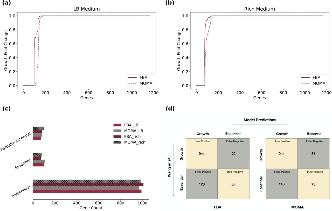 Gene essentiality analysis using iACB23LX.(a) and (b) Distribution of the FCgr values calculated for all genes included in iACB23LX. Red lines represent FBA predictions and grey are ratios derived with MOMA. Totally 1,164 knockouts were conducted using each method in the LB medium and rich medium. (c) Classification of gene essentialities in LB and the rich growth medium. Both FBA (hatched bars) and MOMA were considered for optimization. The genes were classified as essential, inessential, and partially essential based on their FCgr values. (d) Accuracy of gene essentiality predictions based on empirical data. The in silico results were compared to the Wang et al. transponson library. The LB medium was applied to mirror the experimental settings. The metabolic network exhibited 87 % accuracy with FBA (left) and 87 % with MOMA (right). Beige indicates correct predictions; grey indicates incorrect predictions.