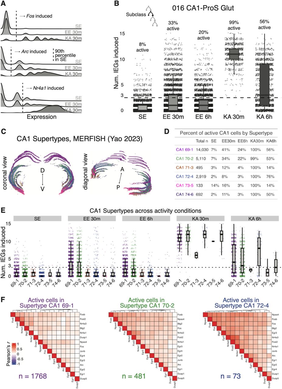 Distribution of IEG expression across CA1-ProS Supertypes.(A) Example plots demonstrating IEG induction thresholds using Fos, Arc, and Nr4a1. For a given gene, the induction threshold was defined as the 90th percentile of expression among SE nuclei; thresholds are represented as dotted lines.(B) Activation of single cells across activity conditions within CA1-ProS neurons. Active cells were defined as those that induced 3 or more IEGs, similar to the approach in Hrvatin et al. 2018 (Methods).(C) 3-D plots of ABC MERFISH brain slices (published data from Yao et al. 2023) with only CA1- ProS Supertypes plotted.(D-E) Activation percentages as in (B), de-aggregated by Supertype.(F) Gene-gene correlation matrices for IEG expression within active cells at EE 30 min. Dendrograms represent hierarchical clustering of genes.