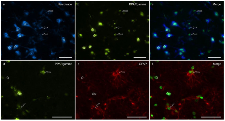 Photomicrographs of the cryosections of the lateral nucleus of the amygdala of a horse. (a–c) The stars indicate some NeuroTrace-labeled neurons (a) expressing bright nuclear peroxisome proliferator-activated receptor gamma immunoreactivity (PPARγ) (b). The open arrows indicate moderate PPARγ immunoreactivity in the smaller nuclei of the glial cells. (d–f) The open arrows indicate two glial fibrillary acidic protein (GFAP) immunoreactive glial cells co-expressing moderate nuclear PPARγ immunoreactivity (d). The arrows indicate the nuclei of GFAP negative cells. (c,f) Merged image. Scale bar = 50 µm.