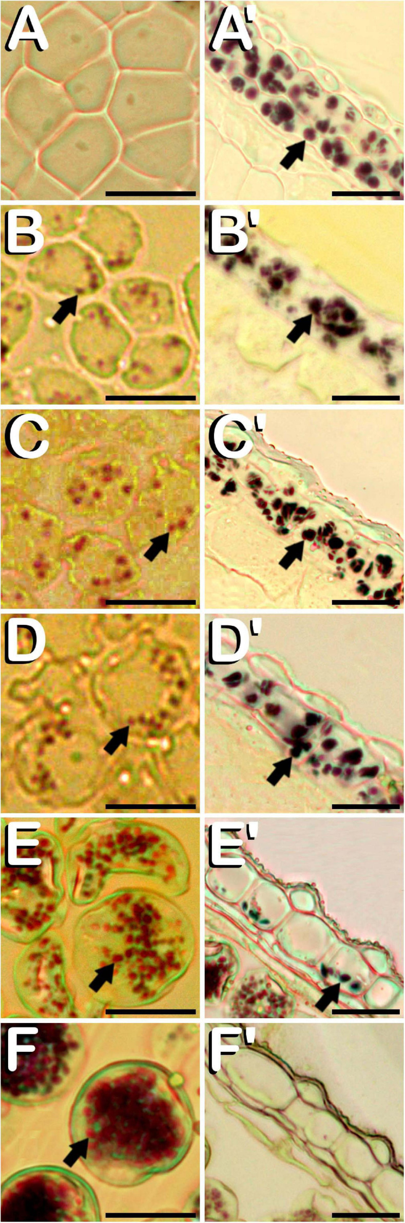 Histochemical detection of the amyloplasts contained in microspores and pollen grains (A–F), and in endothecium and the outer middle layer of the anther wall (A′–F′) throughout microsporogenesis and microgametogenesis in C. sativa. The different developmental stages are described as follows: (A,A′) Microspore mother cell stage. (B,B′) Tetrad stage. (C,C′) Young and mid microspore stage. (D,D′) Vacuolate microspore stage. (E,E′) Young bi-cellular pollen stage. (F,F′) Mature pollen stage. (A–F,A′–F′) Bright-field microscope images after iodine-starch complex staining. Arrows point to amyloplasts. Scale bars (A–F,A′–F′): 20 μm.