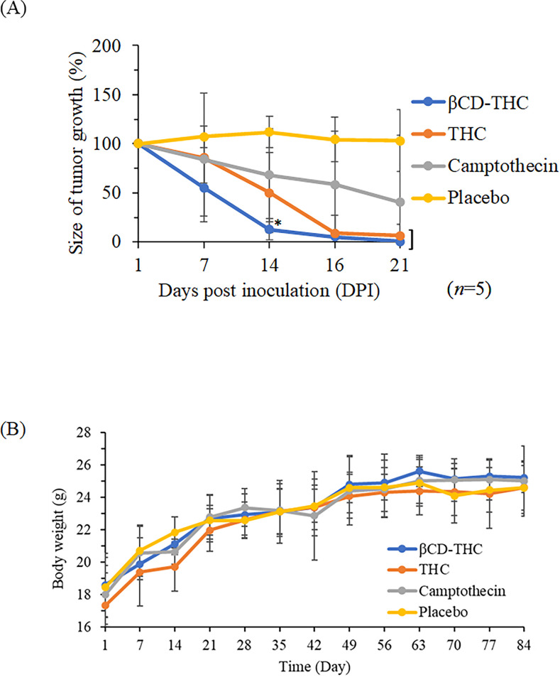The impact of various treatment regimens on SW480 tumour reduction in BALB/C nude mice is evident.(A) THC group and representative photographs (n = 5) showcase tumours harvested 26 days post-implantation. (B) Evaluation of body weight loss among treatment groups on SW480 xenografts. The placebo refers to groups treated with a 0.9% (w/v) NaCl solution, while the treatment initiation occurred 3 weeks post-tumour implantation.