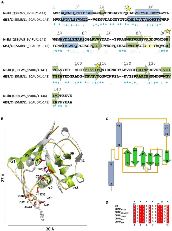 Structural model of N-Skl. (A) Sequence alignment of the target and the template (PDB entry: 6IST) used by MODELLER. UniProtKB accession numbers and regions comprised in the alignment are shown in parenthesis. Symbols, cylinders, and arrows are as in Figure 3A. (B) Structural superimposition of the N-Skl model generated with MODELLER (cartoon representation: helices and arrows in green, loops in orange, and Ca2+ cation yellow sphere) and the template (in gray). Catalytic and Ca2+-coordinating residues shown in stick representation are colored by element (C: red, N: blue; S: yellow) in N-Skl, or gray in the template. (C) Topology diagram of N-Skl structural model. (D) Sequence alignment of the 12-residue Ca2+-binding loop; blue dots indicate the Ca2+-coordinating residues (positions 1, 3, 5, 7, and 12).