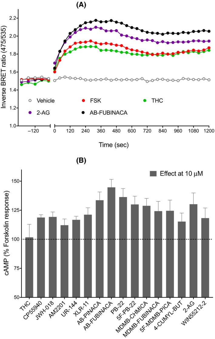 Gαs‐mediated signaling of synthetic cannabinoid receptor agonists. A, Representative data for real‐time measurement of stimulation of cAMP levels by 10 μmol L−1 of cannabinoids (THC, 2‐arachidinoylglycerol, and AB‐FUBINACA) in human embryonic kidney cells expressing cannabinoid receptor type 1 receptors, an increase in inverse BRET ratio (emission at 475/535 nm) corresponds to an increase in cAMP. B, A bar chart summarizing the cAMP signaling peaks for 16 cannabinoids (excluding AB‐CHMINACA) showing an increase in cAMP levels above that of FSK (3 μmol L−1) alone (FSK, 100%). Graphs show mean + SEM for at least five independent experiments performed in duplicate. BRET, bioluminescence resonance energy transfer; cAMP, cyclic adenosine monophosphate; FSK, forskolin; THC, Δ9‐tetrahydrocannabinol