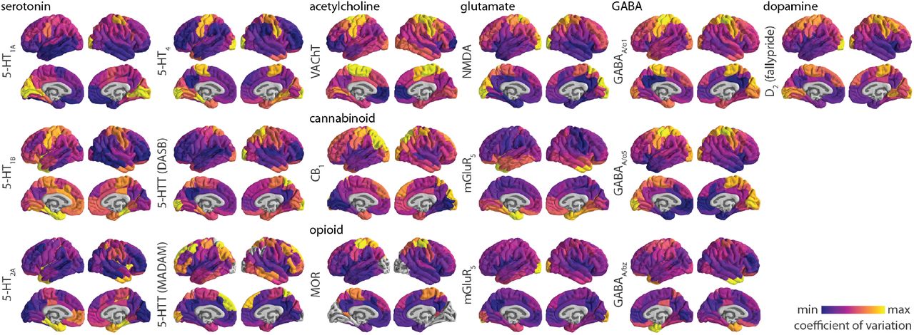 Inter-individual coefficient of variation of receptor/transporter density in the cortexInter-individual coefficient of variation is defined as the population standard deviation of tracer binding normalized by population mean, and is calculated for every cortical region. Each coefficient of variation brain map is min-max scaled to showcase the spatial organization of inter-individual variability of neurotransmitter systems. Grey colours reflect regions that have been omitted due to either unstable coefficient of variation or tracer binding quantification reference regions (see Methods for details). Two tracers that map 5-HTT were included; tracer names are written in parentheses. GABAA receptors were mapped according to two different subunits (α1 and α5) as well as the benzodiazepine binding site (BZ). D2 [11C]raclopride tracer data is not shown due to high non-displaceable binding in the cortex.