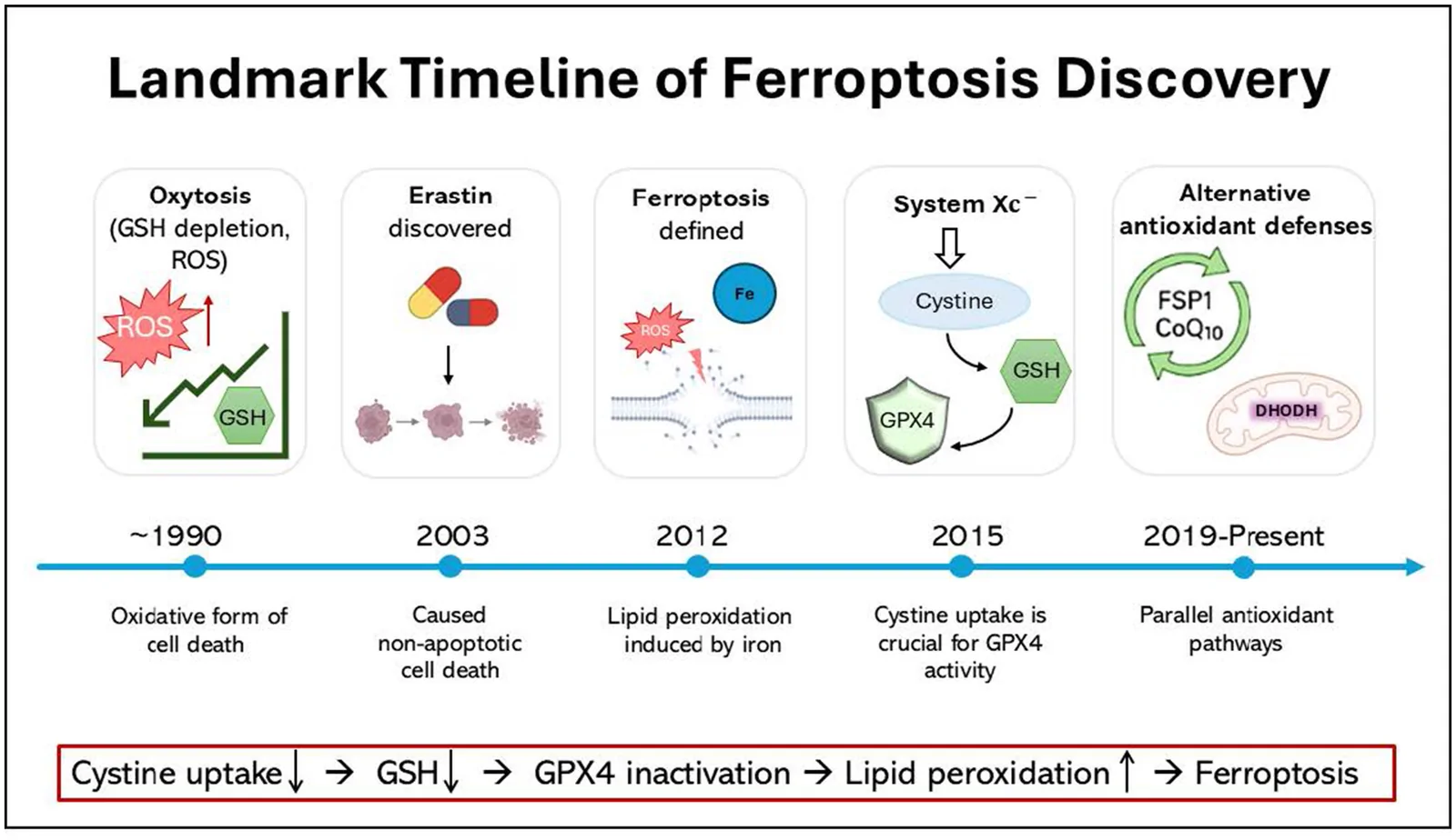 Infographic timeline outlines key discoveries in ferroptosis research from 1990 to the present, with labeled illustrations for each milestone including oxytosis, erastin discovery, ferroptosis definition, roles of system Xc-, and alternative antioxidant defenses, accompanied by a summarized pathway: cystine uptake, GSH, GPX4 inactivation, lipid peroxidation, to ferroptosis.