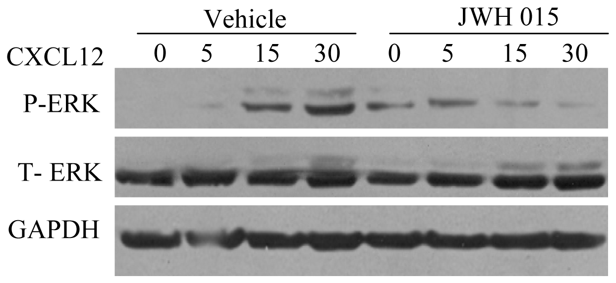CB2 agonist inhibits CXCL12-induced ERK phosphorylation.MDA-MB231 (SCP2) cells were treated overnight with vehicle or JWH-015 (20 µm) and stimulated with CXCL12 (100 ng/ml) for different time periods. Cell lysates were analyzed for Phospho-ERK (p-ERK), ERK and GAPDH by Immunoblotting.