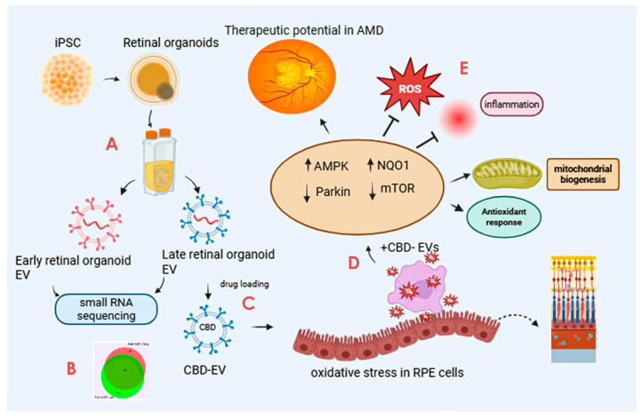 Graphical illustration of the study. The study highlights the promising avenue of CBD-EVs and their potential future perspective for therapeutic use in treating AMD. The key step includes (A) isolation of EVs from iPSC-derived retinal organoids CCM cultured in a PBS-vertical wheel bioreactor. (B) Characterization of isolated EVs by small RNA (miRNA) sequencing. (C) Formulation of CBD encapsulation within the EVs. (D) Assessing the anti-apoptotic and antioxidant effects of CBD, CBD-EVs, and EVs in oxidative-damaged ARPE-19 cells. (E) Cell lysates of CBD- and CBD-EV-treated oxidative-damaged ARPE-19 cells demonstrating increased expression of SOD2, NQO1, and HO1 to regulate mitochondrial biogenesis and attenuate oxidative stress and inflammation via AMPK-activated NRF2 and NF-κB signaling pathways. This figure was created in Biorender.