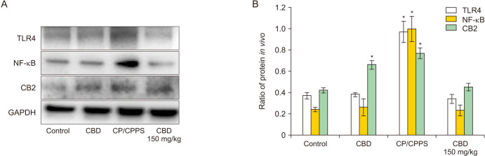 (A) Results of western blot of TLR4, NF-κB, and CB2 in vivo in each group. (B) Quantitative western blot of TLR4/GAPDH, NF-κB/GAPDH, and CB2/GAPDH in vivo. TLR4: toll-like receptor 4, NF-κB: nuclear factor-kappa B, CB2: cannabinoid receptor 2, GAPDH: glyceraldehyde 3-phosphate dehydrogenase, CBD: cannabidiol, CP/CPPS: chronic prostatitis/chronic pelvic pain syndrome. *p<0.01 compared with control rates.