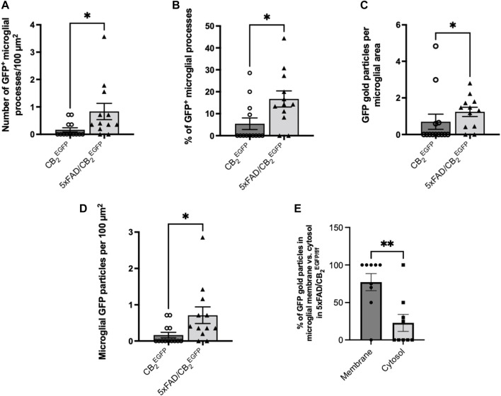 Assessment of the microglial GFP/CB2 localization in the subiculum of CB2 EGFP/f/f and 5xFAD/CB2 EGFP/f/f mice. (A) Number of microglial GFP-positive processes per 100 μm2. (B) Percentage of GFP-positive microglial processes. (C) GFP gold particles per microglial area. (D) Microglial GFP particles per 100 μm2. (E) Percentage of GFP particles in microglial membrane vs. cytosol in 5xFAD/CB2 EGFP/f/f mice. Mann-Whitney U test. *<p0.05; **<p0.01; ***<p0.001; ****<p0.0001. N = 3 mice per group. Data represent mean ± SEM.