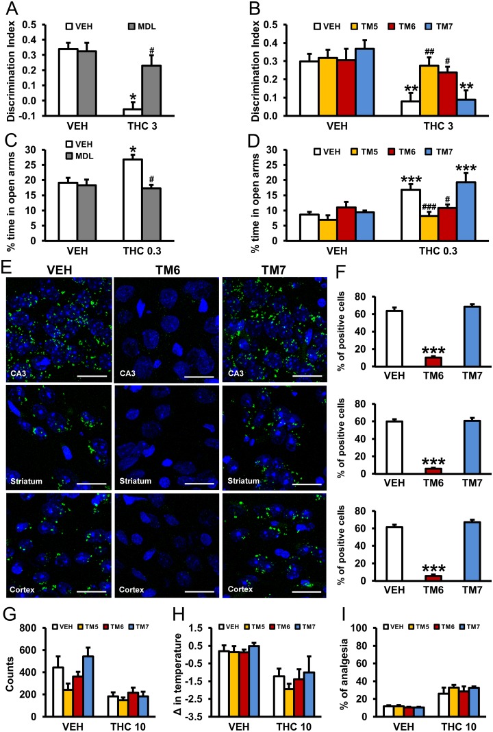 Prevention of THC-induced amnesic and anxiolytic-like effects by pharmacological blockade of 5-HT2AR or by CB1R-5-HT2AR heteromer disruption with TM interference peptides.The amnesic effects of THC (3 mg/kg) observed in C57BL/6J mice in the novel object recognition test were abrogated by pretreatment with the 5-HT2AR antagonist, MDL 100,907 (0.01 mg/kg) (A) and by pretreatment with TM 5 and TM 6, but not TM 7, interference peptides (0.2 μg/ 2μl ICV) (B) (n = 5–9). The anxiolytic effects of THC (0.3 mg/kg) observed in the elevated plus maze in C57BL/6J mice were blocked by pretreatment with the 5-HT2AR antagonist, MDL 100,907 (0.01 mg/kg) (C) and by pretreatment with TM 5 and TM 6, but not TM 7, interference peptides (0.2 μg/ 2μl ICV) (D) (n = 4–11). The data represent mean + SEM. * p < 0.05, ** p < 0.01, *** p < 0.001 versus vehicle, # p < 0.05 versus THC-treated mice. In (E), PLA performed in hippocampal CA3, striatal (caudate-putamen), and cortical (somatomotor layers 1, 2, and 3) slices from mice treated with VEH, TM 6, and TM 7 interference peptides (0.2 μg/ 2μl ICV). Confocal microscopy images (superimposed sections) are shown in which heteromers appear as green spots in VEH and TM 7-treated mice, but not in mice treated with TM 6 interference peptides. In all cases, cell nuclei were stained with DAPI (blue). Scale bars = 20 μm. In (F), the number of cells containing one or more green spots is expressed as the percentage of the total number of cells (blue nucleus) in the hippocampus, striatum, and cortex (top to bottom). Data (percentage of positive cells) are the mean ± SEM of counts in 8–12 different fields. *** p < 0.001 versus vehicle-treated mice. Pretreatment with TM 5, TM 6, or TM 7 peptides (0.2 μg/ 2μl ICV) had no significant effects on hypolocomotion (G), hypothermia (H), or analgesia (I) induced by THC (10 mg/kg) in C57BL/6J mice. The statistical analyses used and their corresponding F and p-values are shown in S1 Table.