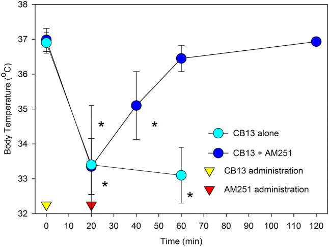 The CB-1 receptor antagonist AM251 reverses the hypothermia produced by CB-13, a CB-1 receptor agonist. Mice were injected with CB-13 (5 mg/kg, i.p.) and AM251 (5 mg/kg, i.v.) administered 20 min. later. Data represent group means ± SD. *p < 0.05 compared to baseline values. Light circles: CB-13; dark circles: CB-13 + AM 251; open triangle: administration of CB-13 (time zero); closed triangle administration of AM251 (time: 20 min.). The figure is reprinted from G. Pryce and D. Baker (2017) Brit. J. Pharmacol. 174:3790–3794, with permission of the authors