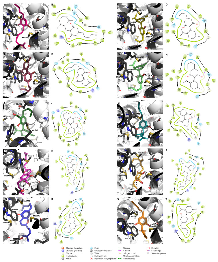 Molecular docking of the nine minor cannabinoids, CBG (A,B), CBDV (C,D), CBN (E,F), CBDB (G,H), CBDA (I,J), CBDM (K,L), CBCA (M,N), CBGVA (O,P), and CBC (Q,R), as well as CBD (S,T), in AR. The images represent both 2D and 3D AR/cannabinoid interactions. AR structure has the PDB code 2AMA and is represented in as cartoon. The main amino acid residues of the target, including Met745, Leu704, Trp741, Met895, Met742, and Thr877, are shown as gray sticks, while the cannabinoids are shown as different colorful sticks. Hydrogen bonds are represented as black dashed lines in the 3D representations and as purple arrows in the 2D maps.