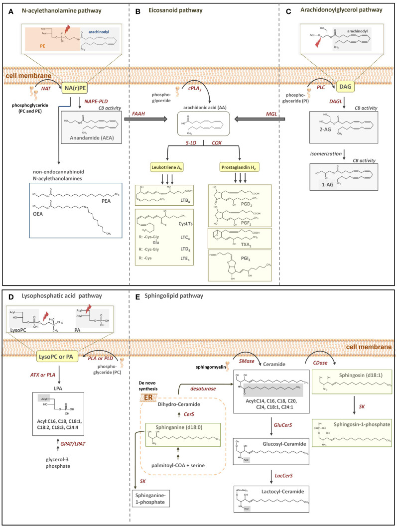 Simplified illustration of fatty acid-derived lipid biosynthesis pathways and products investigated in our study. (A) N-acylethanolamine, (B) eicosanoid, (C) arachidonoylglycerol, (D) LPA and (E) sphingolipid pathway. PE, phoaphatidylethanolamine; NAPE, N-acyl-phosphatidylethanolamine; NArPE, N-arachidonoyl-phosphatidylethanolamine; NAPE-PLD, NAPE-selective phospholipase D; NAT, N-acyltransferase; PEA, palmitoylethanolamine; OEA, oleoylethanolamine; FAAH, fatty acid amide hydrolase; cPLA2, cytosolic phospholipase A2; 5-LO, 5-lipoxygenase; COX, cyclooxygenase; PG, prostaglandin; LT, leukotriene; PI, phosphatidylinostiol; DAG, diacylglycerol; DAGL, diacylglycerol lipase; AG, arachidoylglacerol MGL, monoacylglycerol lipase; LysoPC, lysophosphatidylcholine; PA phosphatic acid; PC, phosphatidylcholine; LPA, Lysophosphatic acid; GPAT, glycerol-3-phosphate acyltransferase; LPAT, lysophosphatidic acid acyltransferases; PLA, phospholipase A, PLD, phospholipase D; ATX, autotaxin; ER, endoplasmatic reticulum; CerS, Ceramide synthase; Smase, sphingomyelinase; Cdase, ceramidase; SK, sphingosine kinase; GluCerS, glucosylceramide synthase; LacCerS, lactocylceramide synthase.