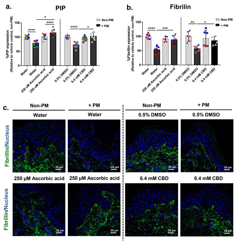 CBD restores PM-induced reductions in extracellular matrix proteins PIP and fibrillin in human ex vivo skin explants. Full-thickness human skin explants from three donors (ages 36–63 years; 3 tissues per donor) were treated for 48 h with 6.4 mM CBD, 250 µM ascorbic acid, water, or 0.5% DMSO, with or without topical PM exposure (0.54 mg/cm2). (a) PIP expression (% relative to non-PM vehicle control; n = 9 tissues per group; 3 tissues per donor); (b) Quantification of fibrillin protein expression in skin tissues by immunofluorescence staining, expressed as % Fibrillin expression relative to the non-PM vehicle control (n = 6 tissues per group; 3 tissues per donor). (c) Representative immunofluorescence images from donor 1 showing fibrillin (green) and nuclei (blue). Scale bars = 25 µm. Each dot represents an individual explant; dot colors indicate donor origin (Red = donor 1 [59 years], Blue = donor 2 [63 years], Green = donor 3 [36 years]). Gray bars represent non-PM groups; black bars indicate PM-exposed groups. Data are shown as mean ± SD. Asterisks: * p < 0.05, ** p < 0.01, *** p < 0.001, **** p < 0.0001 (one-way ANOVA with Bonferroni’s post hoc test).