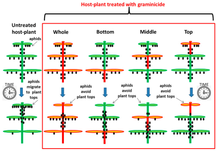 Scheme of the migration patterns of nymphs and adult hemp aphids (Phorodon cannabis) after herbicide application to the whole plant or individual parts of the host plant (top, middle or bottom third of the plant) (red box) and control plants untreated with the herbicide (left part of the scheme). The upper row shows the position of aphids at the beginning of the experiment (even distribution along the plant), and the bottom row shows the position of aphids 7 days later, i.e., 7 days after plant treatment (top of the plant in untreated variant; bottom and middle in the herbicide treated variant). The herbicide used in this study was Pantera 040 EC, the selective graminicide containing quizalofop-P-tefuryl (40 g·L−1, 4.38%, HRAC group 1: inhibition of Acetyl CoA carboxylase), commonly used to control weeds in hemp (Cannabis sativa L.) in Poland. Aphids were applied to the host plants one day after treatment.