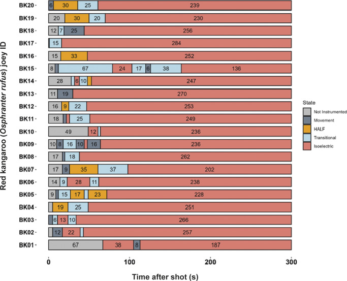 Characteristics of electroencephalogram (EEG) waveforms in individual red kangaroo (Osphranter rufus) joeys (n = 20) shot (time-point 0) with the Blitz Kerner (BK). Light grey bars represent periods when no data were collected due to joeys not being instrumented; dark grey movement artefact; blue transitional EEG; pink isoelectric EEG; and orange high amplitude low frequency (HALF). Numbers within bars represent duration of the EEG states (in s).