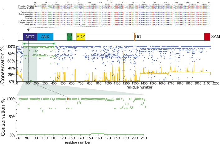 Domain organization and evolutionary conservation of the SHANK1 protein. Top, the alignment of N-terminal regions of H. sapiens SHANK1 and SHANK3 proteins, and SHANK1 homologs from selected species (N = 7, selected for maximal divergence), and the mutation site (Gly126) is indicated by a box and a dotted line. Below, the domain organization of SHANK1 protein (NTD, N-terminal domain; ANK, ankyrin repeat region, SH3 domain; HRS, Homer recognition site; SAM, sterile alpha motif (oligomerization site). Homology modeled region marked by green bar. Bottom, the conservation plot for the H. sapiens SHANK1 protein. Dots, % of residue identical to H. sapiens (excluding deletions) at a given position in the multiple sequence alignment of homologous proteins (N = 25), line, % of deletions at a given position in the same alignment. Green dots/lines denote the modeled region. Below, a close—in view of the conservation plot for the N-terminal domain fragment—mutation site (Gly126) marked in red.