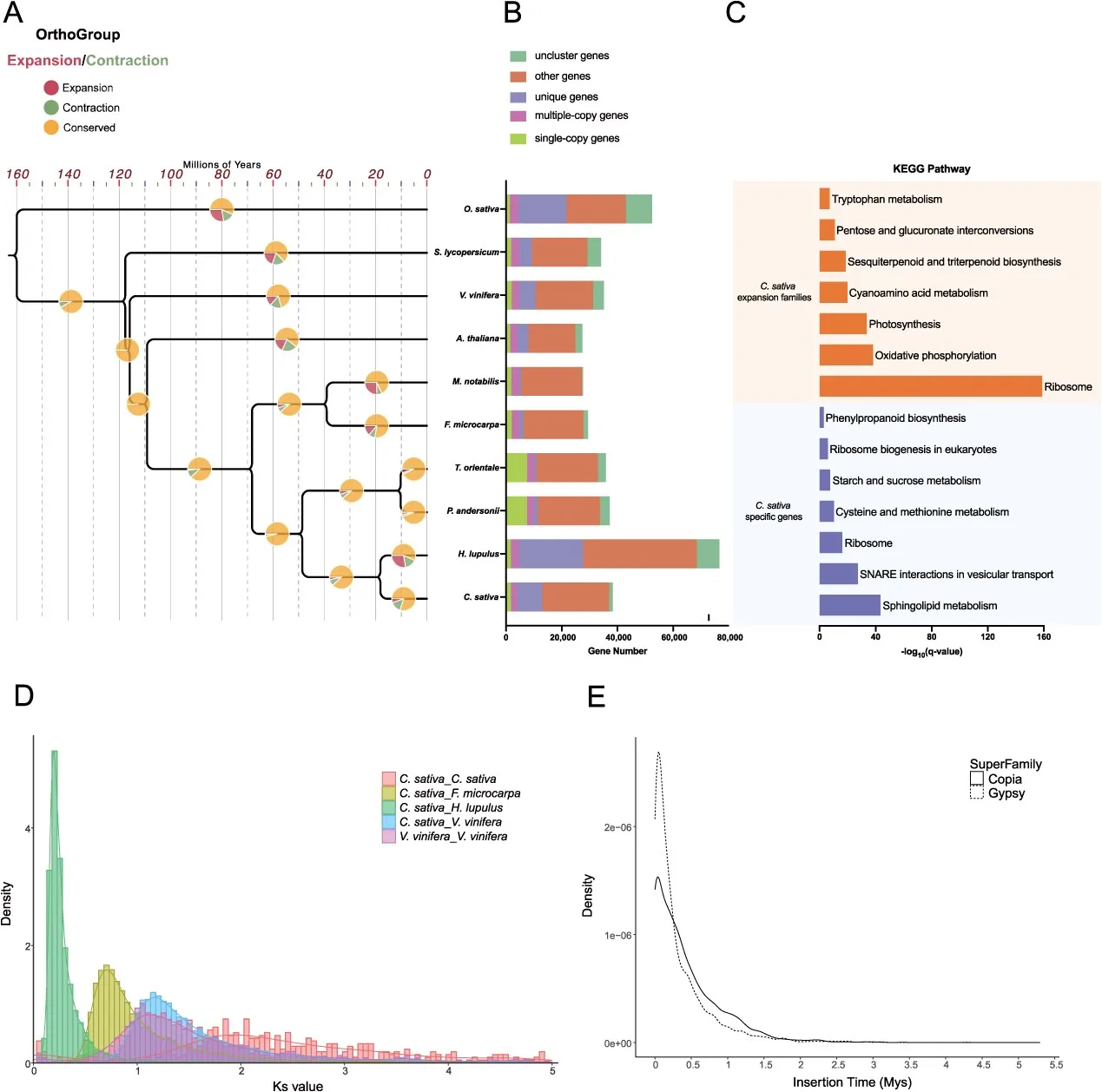 Comparative genomics and TE expansion. (A-B) The phylogenetic tree was constructed based on 21 single-copy genes of O. sativa, S. lycopersicum, V. vinifera, A. thaliana, M. notabilis, F. macrocarpa, P. andersonii, T. orientale, H. lupulus, and C. sativa. Orthogroup dynamics, including expansions, contractions, and conservative families, are indicated at each node as defined in the internal figure legend. (C) KEGG enrichment analysis of cannabis expanded gene families (up) and species-specific gene families (down). (D) Ks distributions for paralogs of cannabis and orthologs between cannabis and other species. (E) Insertion time of LTR estimated by sequence divergence of Copia and Gypsy.