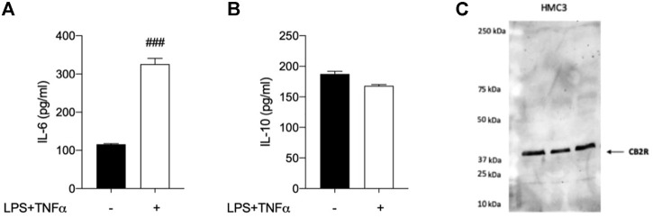 Analysis of HMC3 cell line response to inflammatory stimulus and expression of CB2R. (A) Pro-inflammatory interleukin-6 (IL-6) and (B) anti-inflammatory interleukin-10 (IL-10) levels were measured after exposure to LPS (10 μg/ml)/TNFα (50 ng/ml) stimulus for 24 h. (C) Western Blot (WB) analysis allowed the detection of CB2R in control HMC3 cell lysates. [A-B]: data represent means ± S.E.M. from n = 3 independent experiments, performed in duplicate. Statistical analysis was performed by ordinary one-way ANOVA followed by Tukey’s multiple comparison test. ###p < 0.005 compared to control cells.