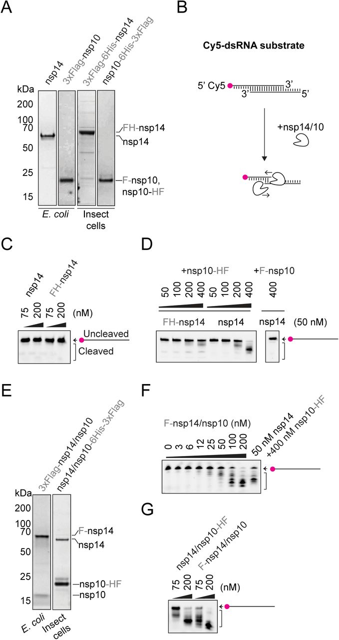 Purified nsp14/10 exoribonuclease assay.A. Coomassie-stained SDS-PAGEs of purified nsp14 (60 kDa) and nsp10 (15 kDa) proteins.B. Reaction scheme for gel-based exonuclease assay performed with the Cy5-substrate. Cleavage of the dsRNA substrate can be detected in TBE-urea polyacrylamide gels with the Cy5-substrate migrating faster as it is cleaved in the 3’ to 5’ direction. C. Nuclease reactions containing 75 nM or 200 nM nsp14 or Flag-His-nsp14 and 50 nM Cy5-substrate. Reactions performed at RT for 30 min visualised by TBE-urea polyacrylamide gels. D. As in C, first lane shows 400 nM Flag-nsp10 and remaining lanes show titration of nsp10-His-Flag over 50 nM nsp14. E. Purified co-expressed nsp14 and nsp10 complexes. F. As in C, titration of the co-expressed nsp14/10 complex and comparison to 50 nM nsp14 + 400 nM nsp10. G. As in C, reactions containing 75 nM or 200 nM of the co-expressed complexes nsp14/nsp10-His-Flag and Flag-nsp14/nsp10.