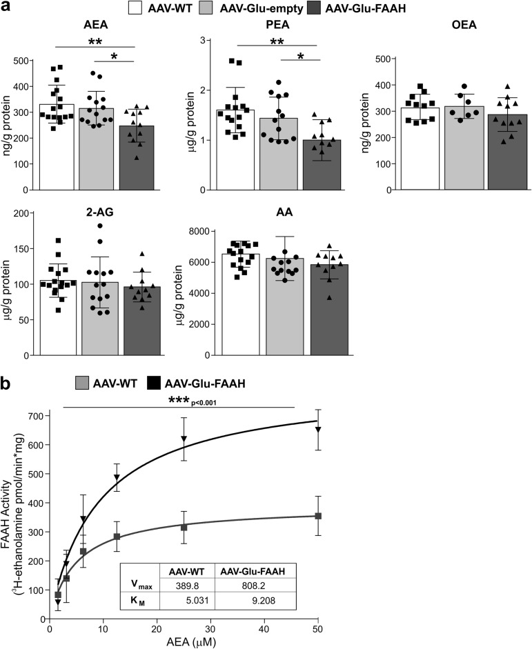 FAAH overexpression in hippocampal CA1-CA3 pyramidal neurons leads to decreased anandamide (AEA) and palmitoylethanolamide (PEA) levels. a AEA and PEA levels were significantly lower in AAV-Glu-FAAH samples (n = 11-12) as compared to control AAV-WT animals (n = 15-16) and AAV-empty injected mice (n = 12-14), whereas oleoylethanolamide (OEA), arachidonic acid (AA), and 2-arachidonoylglycerol (2-AG) levels were not altered. b FAAH activity is enhanced upon FAAH overexpression in hippocampus. Along increasing amounts of substrate [3H]-AEA (0–50 μM range), FAAH activity was increased in AAV-Glu-FAAH (n = 3) as compared to AAV-WT (n = 3) mice as indicated by the increase in the maximal amount of product [3H-ethanolamine], and the statistically significant increase in Vmax (inset). No significant change in Km constant was found. Data are expressed as amount of product [3H-ethanolamine] (pmol) generated over reaction time (min) and protein amount (mg). *p < 0.05, **p < 0.01, ***p < 0.001 one-way ANOVA with Tukey’s multiple comparison test. Vmax and Km values were obtained by using a Michaelis-Menten equation-based analysis. Values are expressed as means ± SEM. Statistical analysis details are reported in Supplementary Table S3.