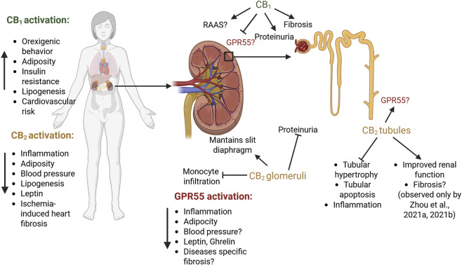 Diagram showing the effects of CB1, CB2, and GPR55 activation in the human body and kidney, highlighting roles in metabolism, cardiovascular risk, inflammation, renal fibrosis, proteinuria, tubular changes, and associated physiological processes.